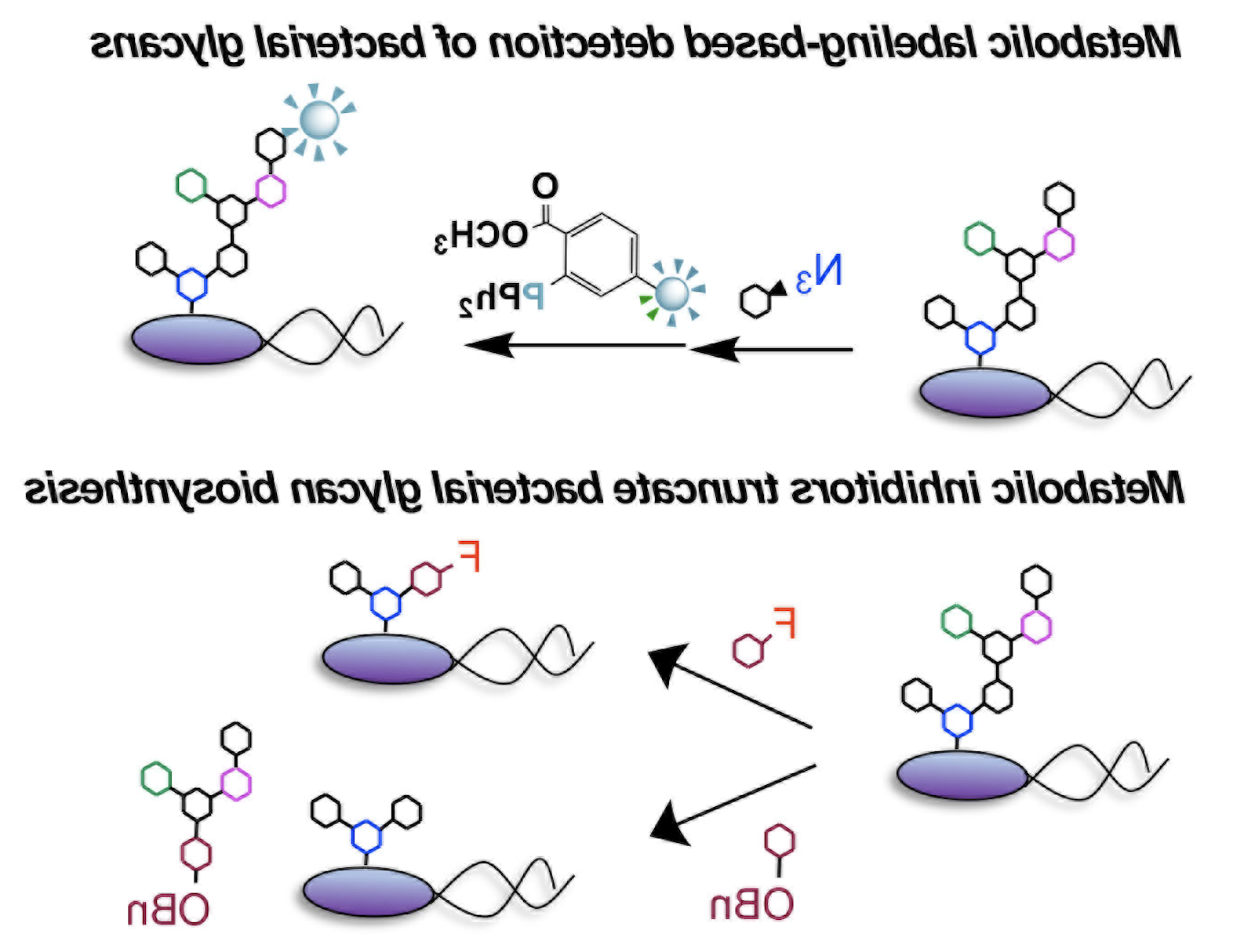 bacterial_sugars